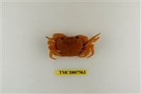 藏品(拉氏清溪蟹)的圖片